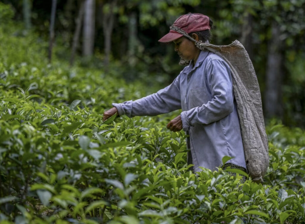 Tea Stocks Are Going Up Know Industry Insights Here